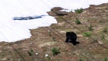 Black Bear Sliding Down a Snow Slope at Whistler Blackcomb Ski Resort - British Columbia, Canada