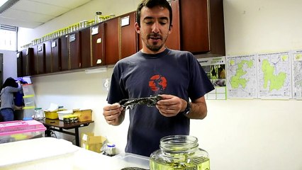 Neue Zwergdrachenarten in tropischen Anden entdeckt