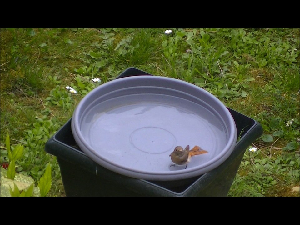 rouge-queue noir au bain