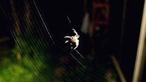 Cobwebクモが巣を張る・繊細な作業なのが分かる動画ｗ（グロ注意）