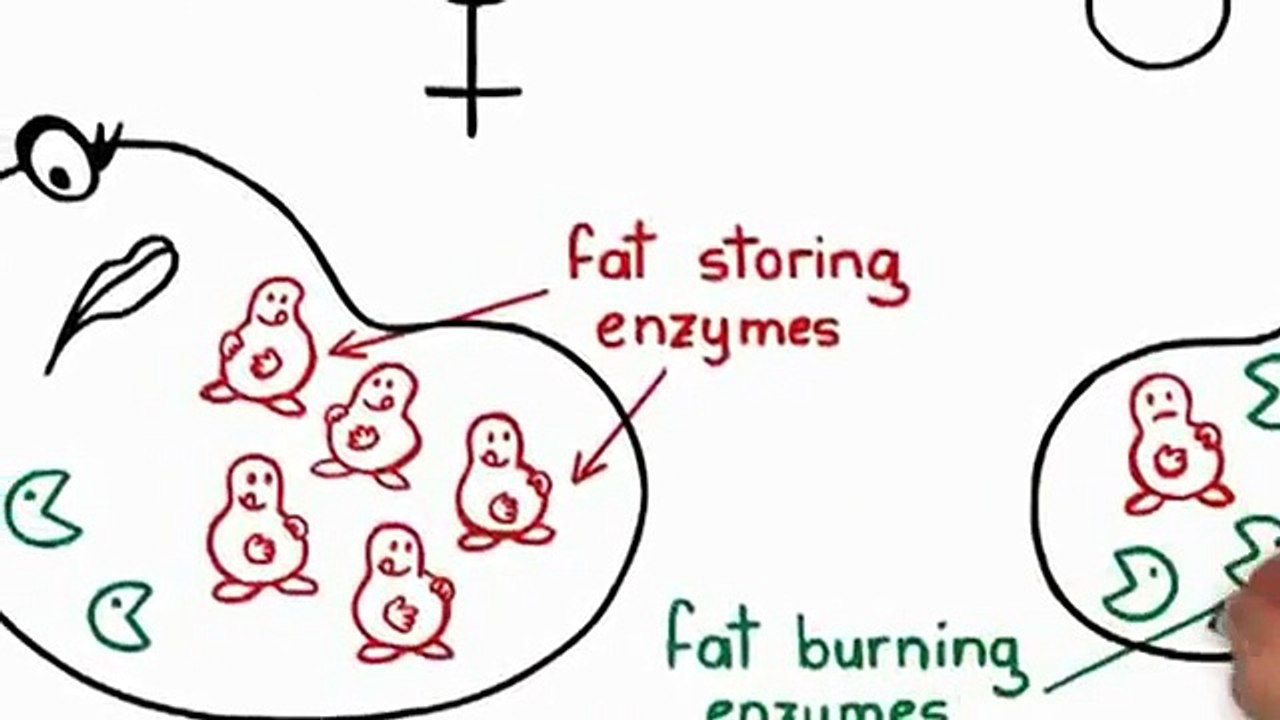 How To Loss Body Fat- Learn How To Loss Body Fat By Fat Loss Factor Dr. Charles Livingston Video 1