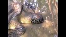 Australian Tropical al beaches with Sea turtles