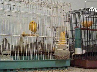 canary singing - Amazing! bird song BEST CANARY SINGING 2014