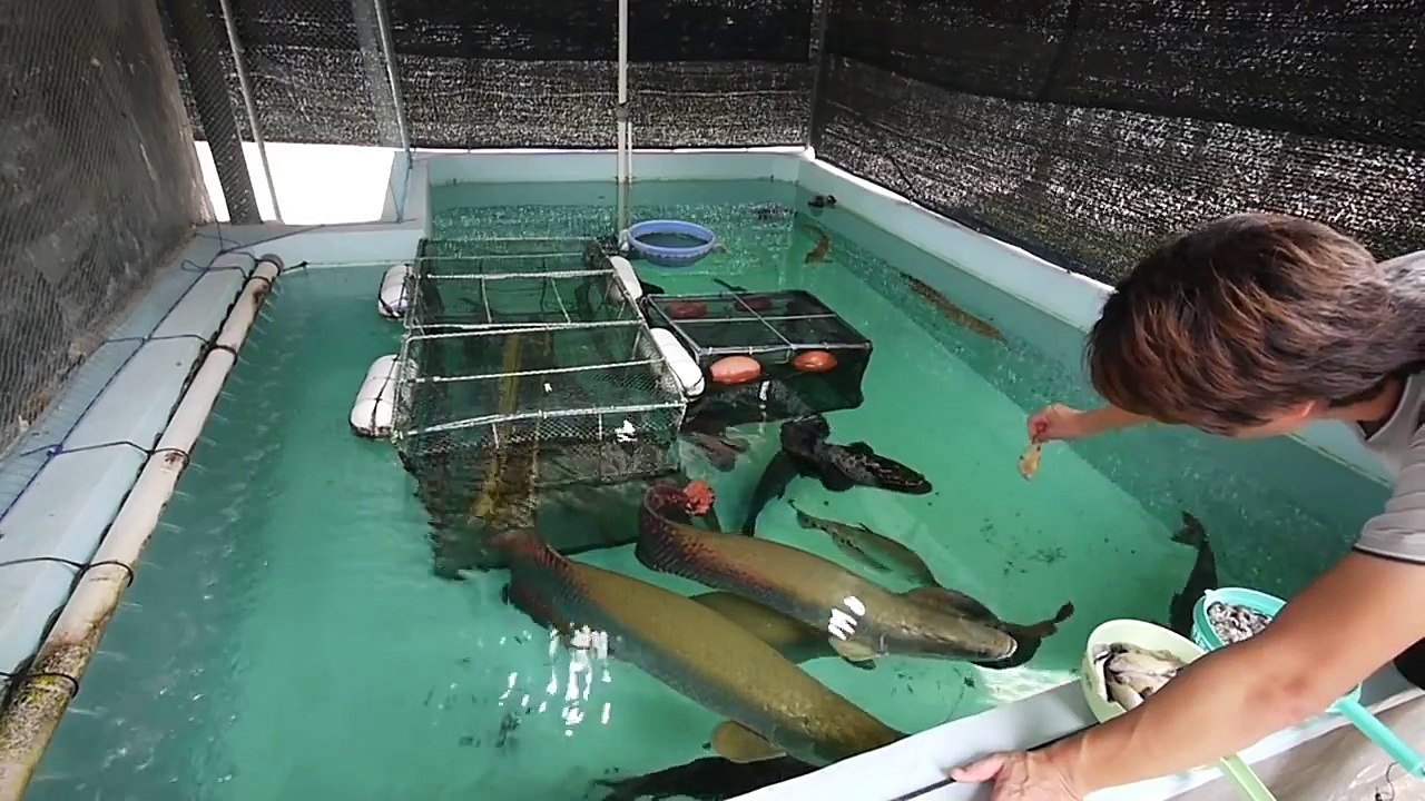 15ｔ コンクリート水槽☆大型魚ピラルク！