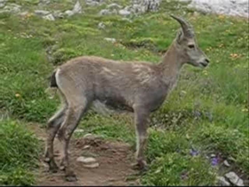 En pleine nature