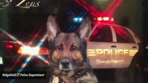 Ailing Police Dog Receives Grand Send-Off Before Euthanization