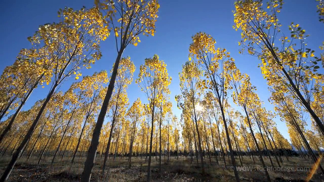 GOD DEFEND NEW ZEALAND - National Anthem of New Zealand - FULL LENGTH
