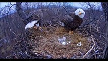 Hanover, PA Eagles - A sweet late morning feeding - 03-25-15