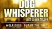 DOG WHISPERER Cesar Millan on WOLF-DOG Hybrids (Oct. 2010)