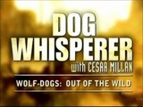 DOG WHISPERER Cesar Millan on WOLF-DOG Hybrids (Oct. 2010)