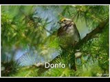 Oiseaux chanteurs s�rie-001 (oiseauxduquebec.org)