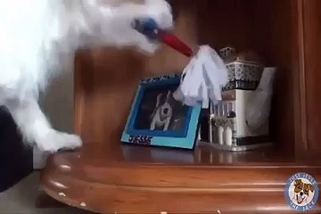 الكلب الذي تبحث عنه الفتيات