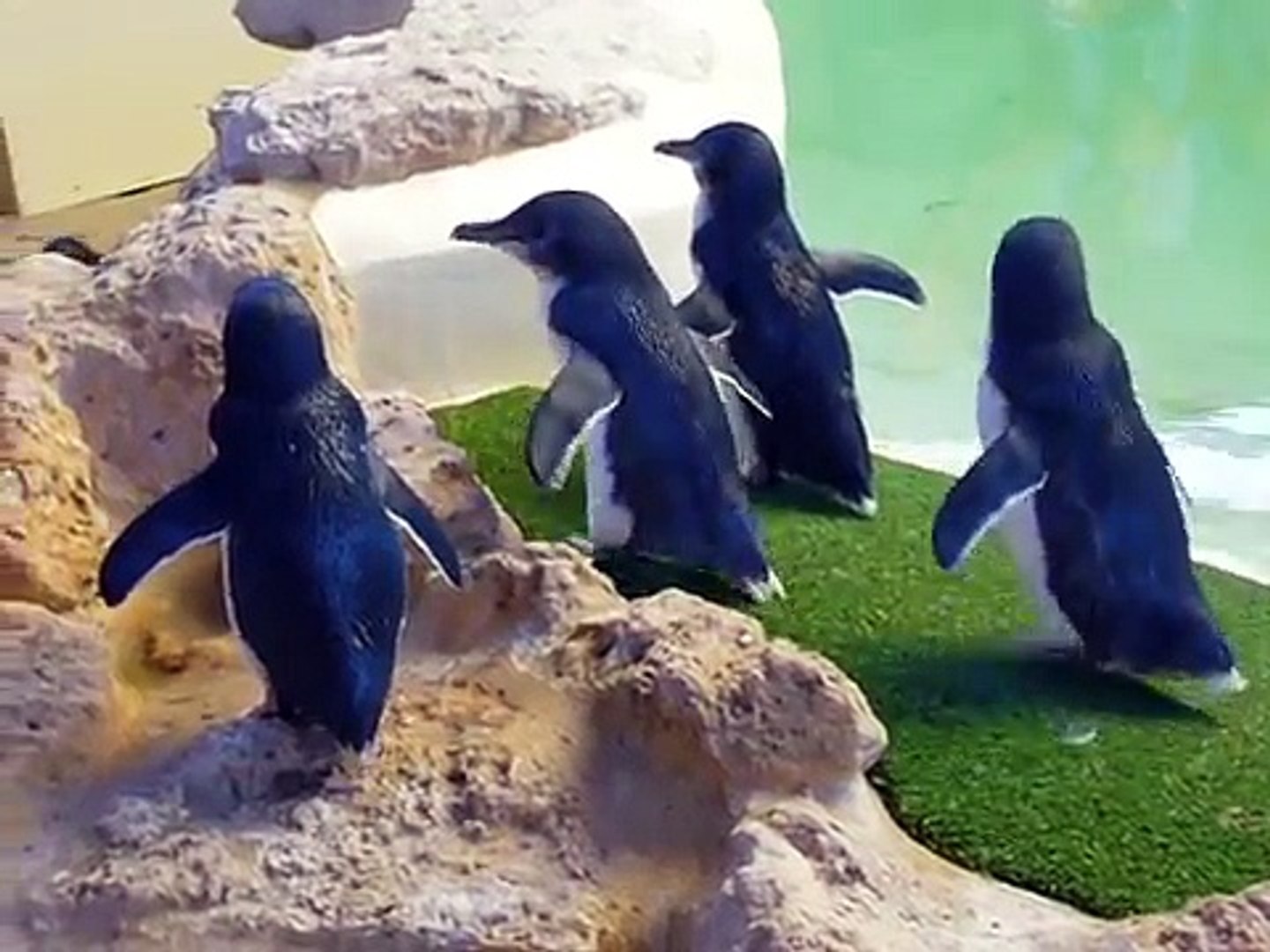Little penguins on Penguin Island, Australia
