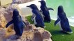 Little penguins on Penguin Island, Australia