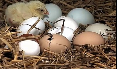 Zeitraffer Küken Schlupf - Timelapse Chick Hatching