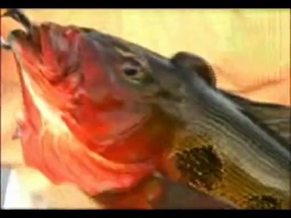 pesca extrema amazonas