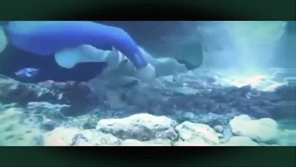 Shine LO - Spinner Dolphins 8-17-14