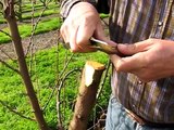 Straight and Side Graft, Grafting trees in the Bella Viva Orchards