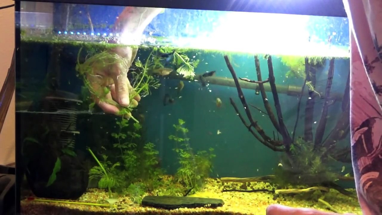 PLANTA ACUATICA : AMBULIA PARA CRIAR GUPPYS