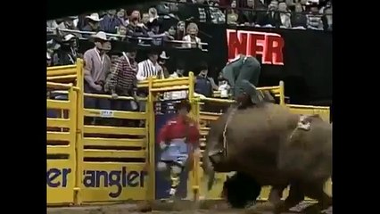 When Animals Attack Compilation || FailArmy