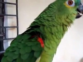 Попугай поет оперу ВОЛШЕБНАЯ ФЛЕЙТА! Прикол!