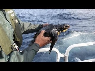 El vertido en aguas canarias afecta ya a la pesca de la zona, según las cofradías