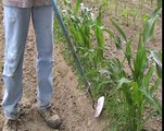 Planting, Weeding, & Push Plowing Corn