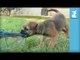 Hilarious Border Terrier Puppies Play With Yarn, Are Not Cats - Puppy Love