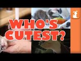 WHO'S CUTEST? YOU DECIDE! - Which Kitten Is Cutest? (Episode 4)