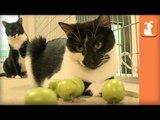 Magic Kittens Shrink Tiny Apples - Kitten Love