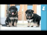 Fluffy German Shepherd Puppies Can't Get Down The Stairs - Puppy Love