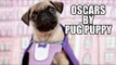 Oscars by Pug Puppy 2015 (Best Picture Nominees)