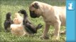 Pug Puppy Meets Easter Chicks For First Time - Puppy Love