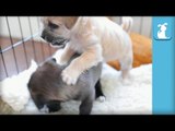 Wrestling Puppies Smack Down, Have RAW Talent - Puppy Love