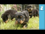 Amazing Rottweiler Puppies! (CUTEST COMPILATION EVER) - Puppy Love