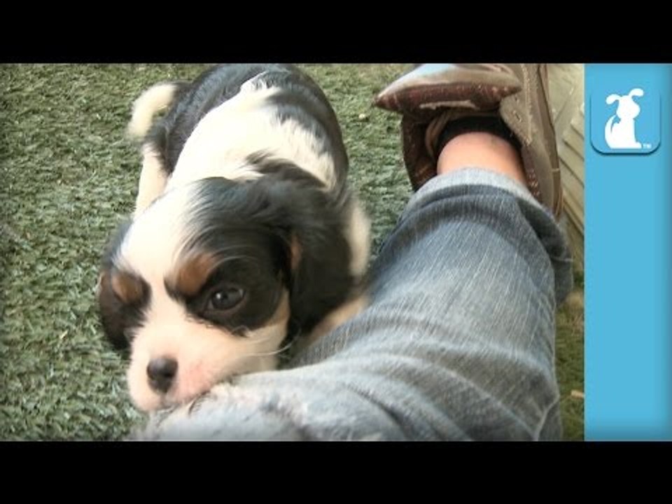Shy Cavalier Puppy Doesn't Like Toys, Loves Boots Puppy Love video