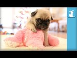 Cutest Pug Puppy Meets Stuffed Animal - Puppy Love