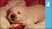 Hilarious Golden Retriever Puppy Barks At Sleeping Puppies - Puppy Love