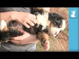Fluffy Bernese Mountain Puppies Get Belly Rubs! - Puppy Love