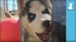 Adorable Husky Puppies VS. Red Ball (SUPER AWESOME SLOW-MOTION) - Puppy Love
