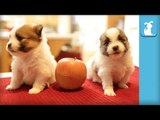 2 Week Old Pomeranian Puppies As Small As Apples! - Puppy Love