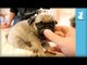 What Pug Puppy Dreams Are Made Of! - Puppy Love