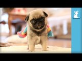 Pug Puppy Wearing Rainbow Sock! - Puppy Love
