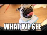 What Pugs See VS. What We See (FUNNY SLOW MOTION PUG ACTION!)
