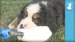 I Dare You Not To Smile At These Floppy Bernese Mountain Dog Puppies! - Puppy Love