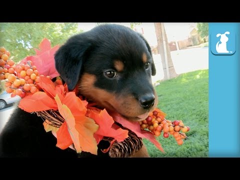 Fuzzy Rottweiler Puppies Are Thankful For You! – Puppy Love