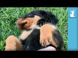 Ridiculous Rottweiler Puppy Gets Epic Belly Rub! - Puppy Love