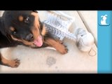 CUTEST Rottweiler Puppies VS. Evil Skeleton - Puppy Love