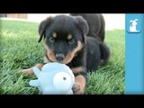 Ridiculous Rottweiler Puppies Squeak It Real Cute! - Puppy Love