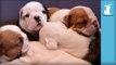 Wrinkly Bulldog Puppies Fall Asleep In A Pile! SO CUTE! - Puppy Love